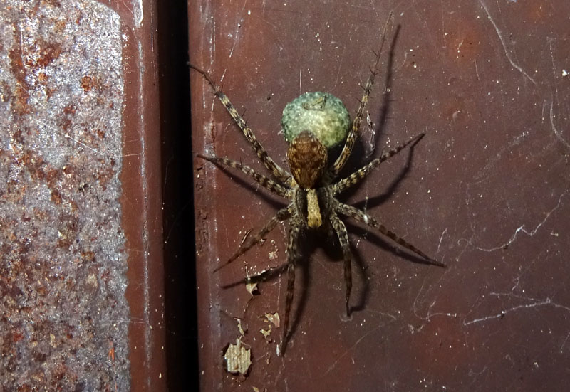 Pardosa sp.  - Pal (TN)